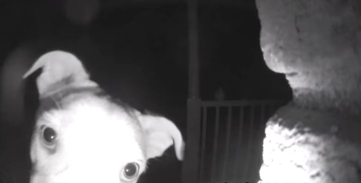 (Video) Este perrito timbró en su casa para avisar que lo dejaron por fuera