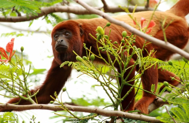 Liberados 14 monos aulladores, víctimas del tráfico ilegal de fauna silvestre
