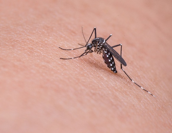 Medellín registra más de 600 casos de dengue en 2020