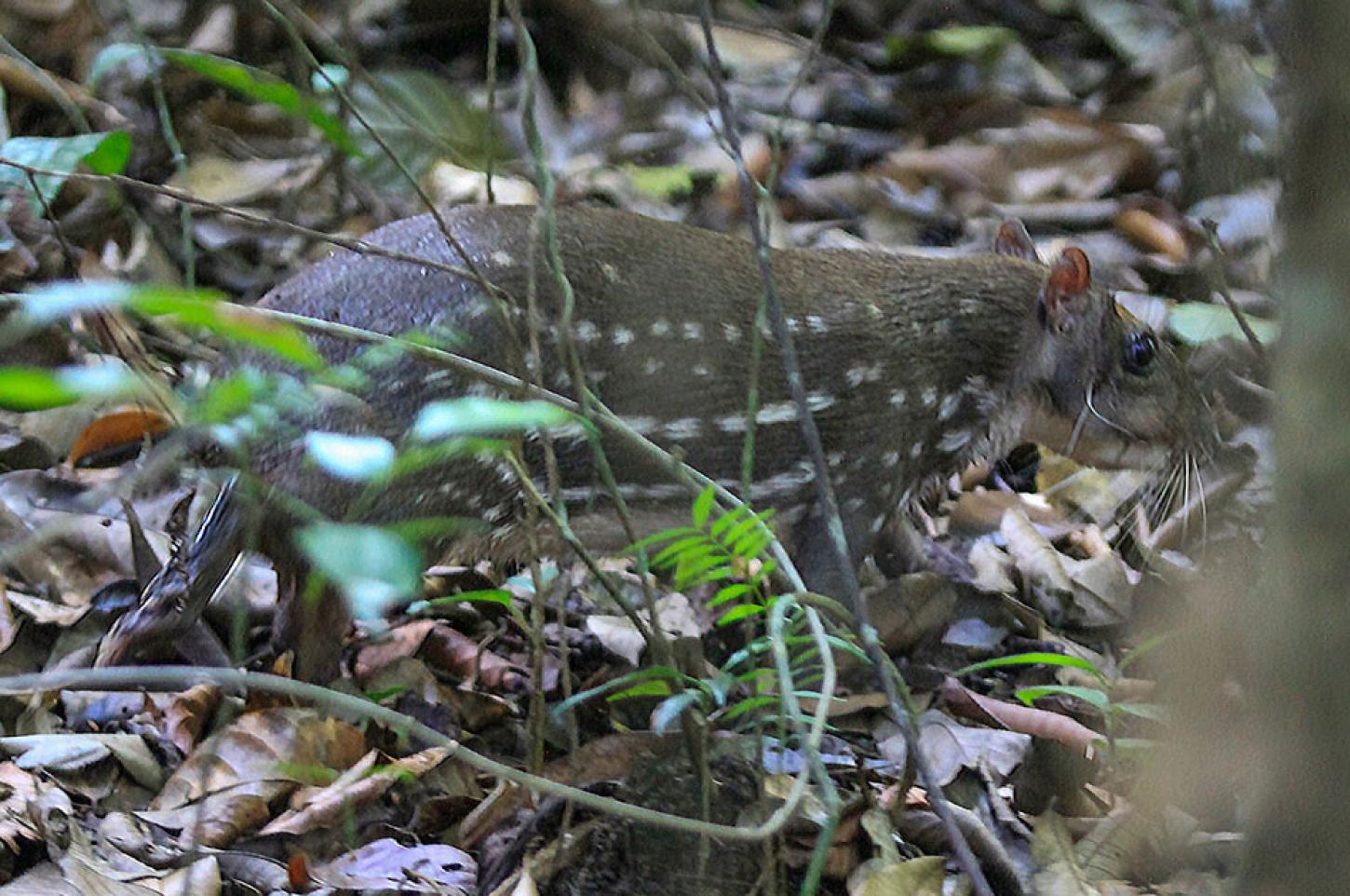 17 animales de fauna silvestre fueron liberados en el suroeste de Antioquia