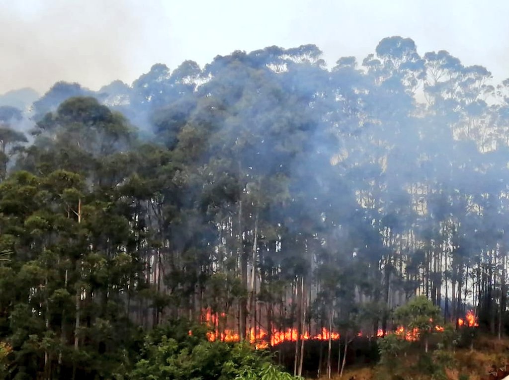 Pirómanos habrían provocado un incendio forestal en Las Palmas