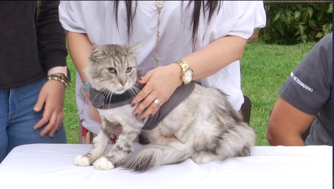 Romeo, el primer gato con marcapasos en Colombia