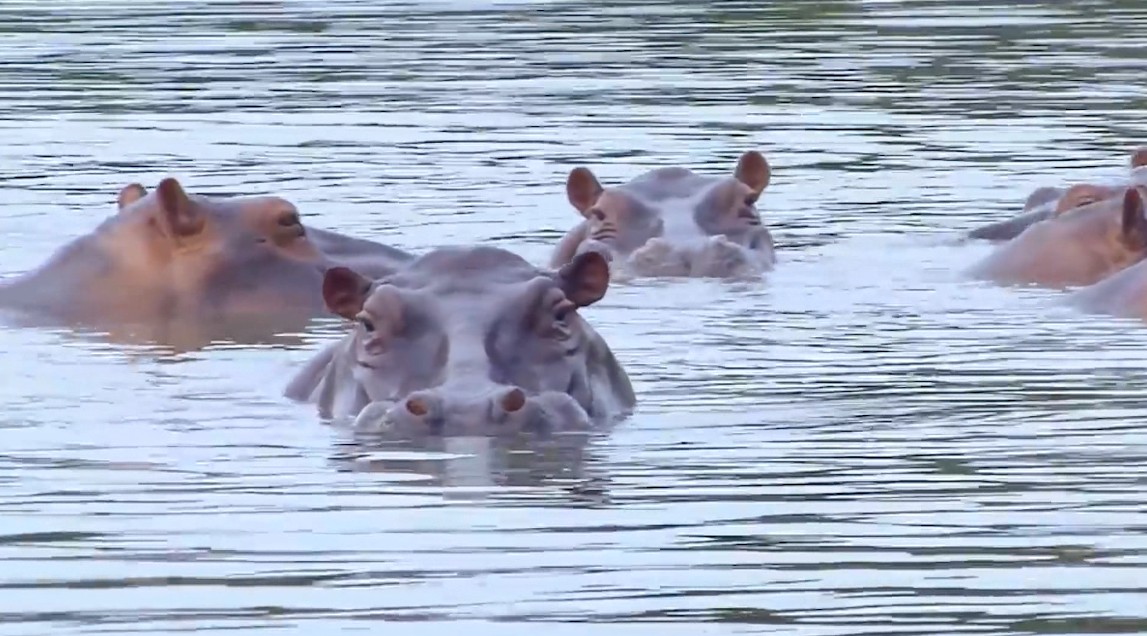 Más de 70 hipopótamos se irán de Colombia