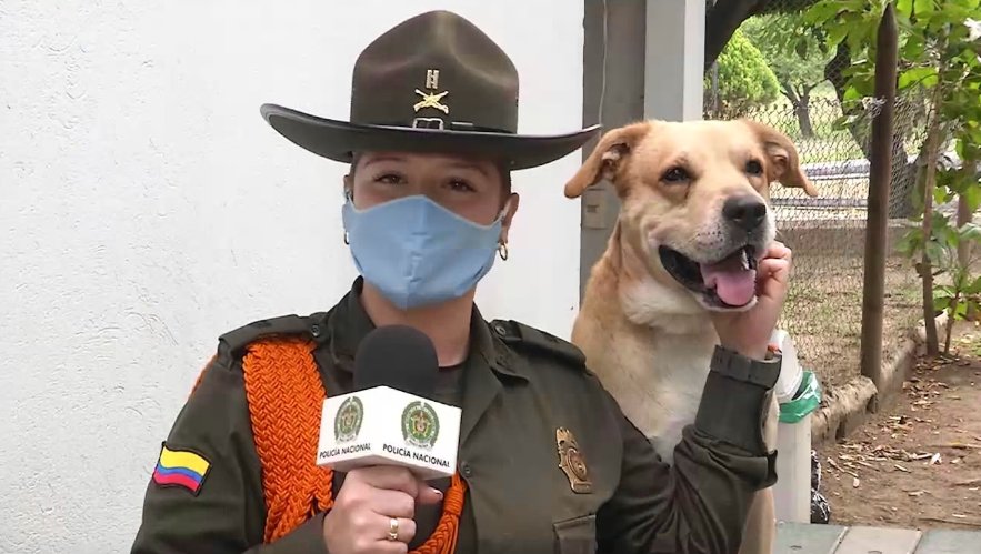 Policía Antioquia adelanta campaña para alimentar a animales abandonados