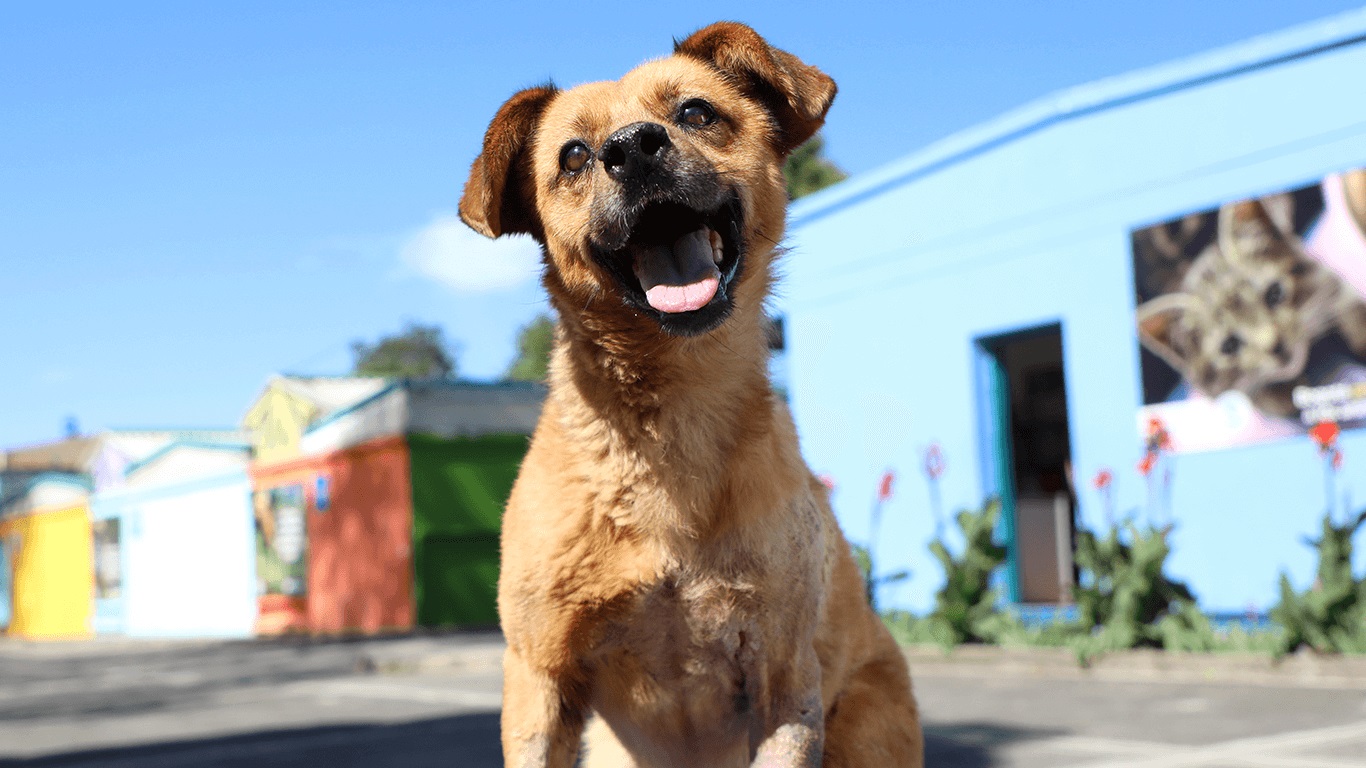 ¡Atención! Proteja a su mascota de la ola de calor del Valle de Aburrá