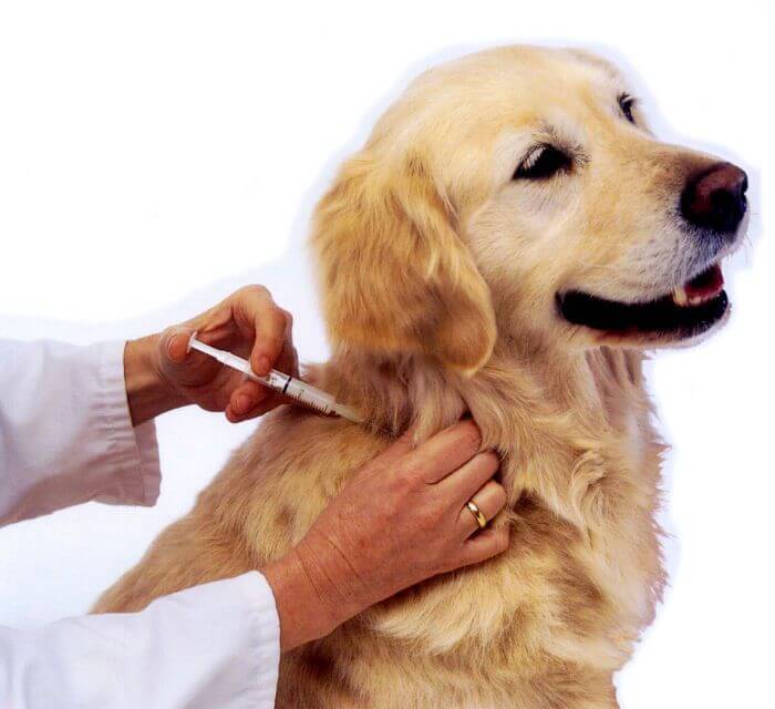 Mañana habrá jornada de vacunación para perros y gatos en Antioquia