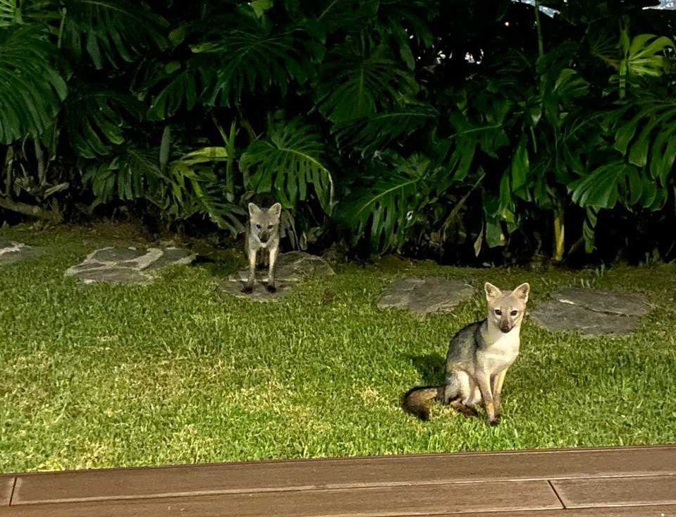 [Video] Familia de zorro perros fue avistada dentro del campus de la Universidad de Medellín