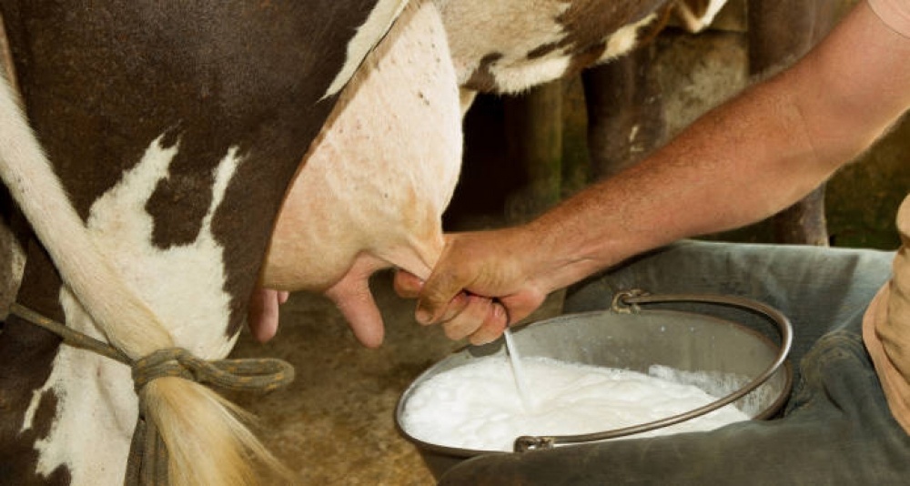 Antioquia concentra 18 % de la producción de lácteos del país