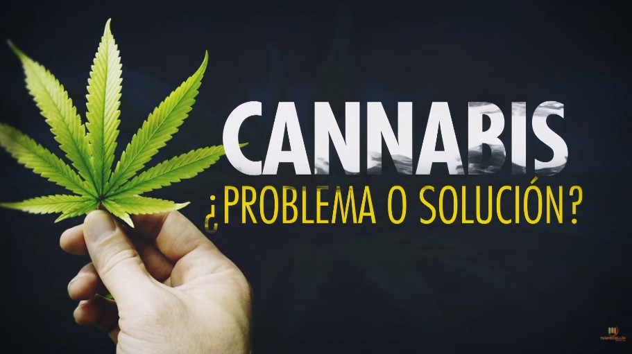Así está el futuro del cannabis medicinal en Colombia – informe especial