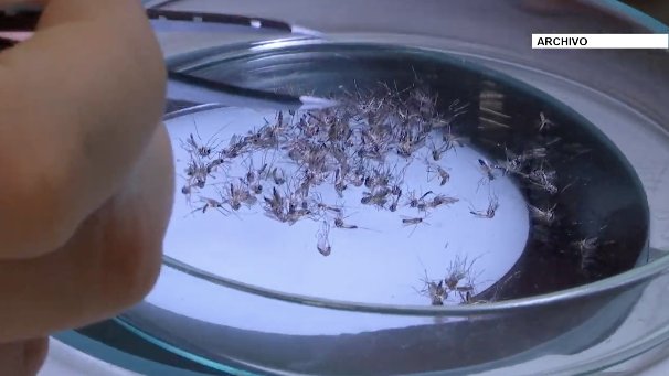 Reiniciaron las liberaciones de mosquitos con Wolbachia para combatir el dengue