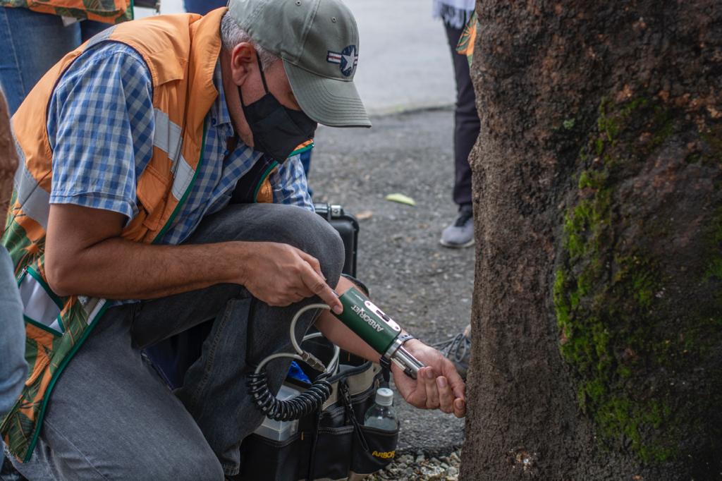 Alcaldía de Medellín trabaja en la preservación de 697 árboles
