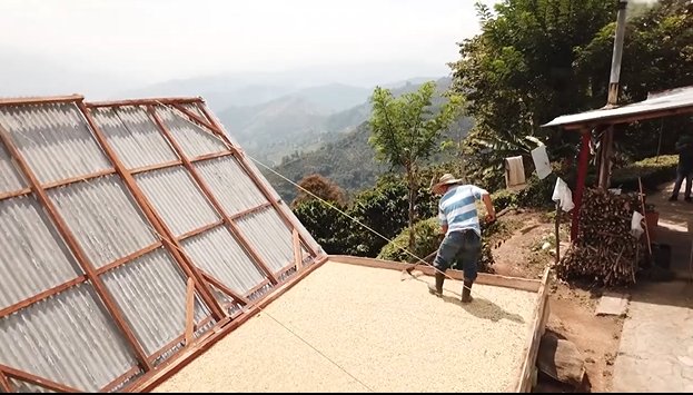 Antioquia requiere 15 mil recolectores para recta final de cosecha cafetera
