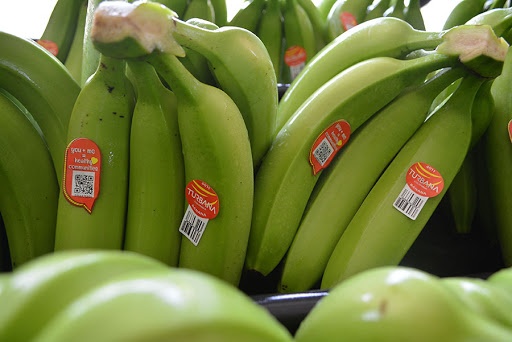 Crean centro de destrezas del banano y plátano en Urabá