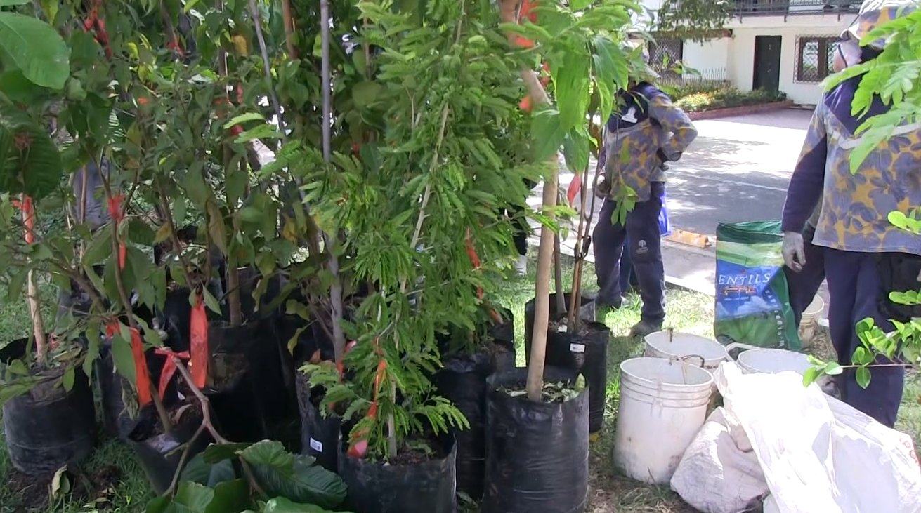 Comenzó la siembra de 240 árboles en Colombia con La 80