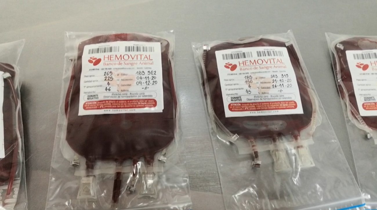 Escasea en Medellín donación de sangre para mascotas