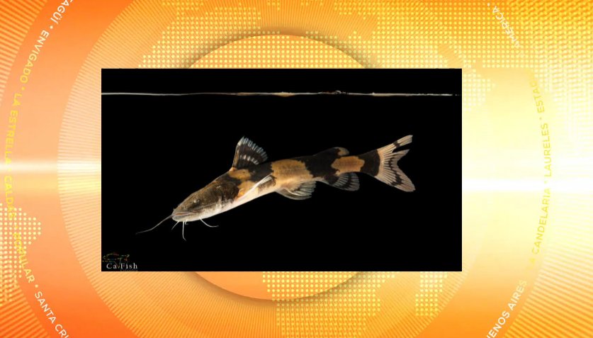 Hallan nuevas especies de peces en el río Cauca