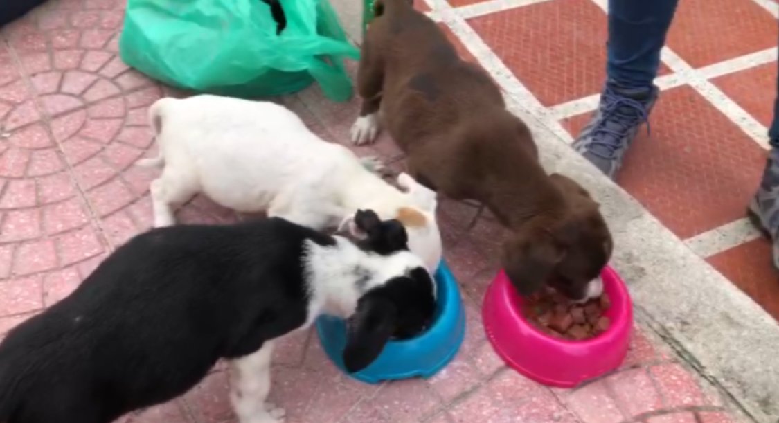 Fundación en Medellín busca enviar ayudas para mascotas en Providencia