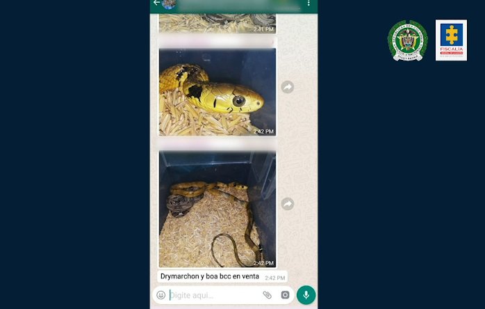 Capturan 4 personas por presunto tráfico de fauna vía WhatsApp