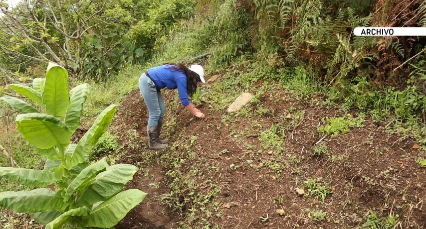 Lluvias han afectado cultivos en 15 municipios antioqueños