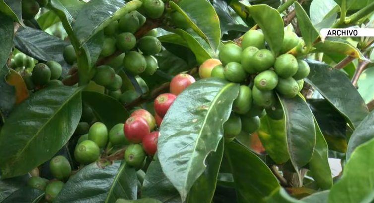 Aumentó la producción y el precio internacional del café