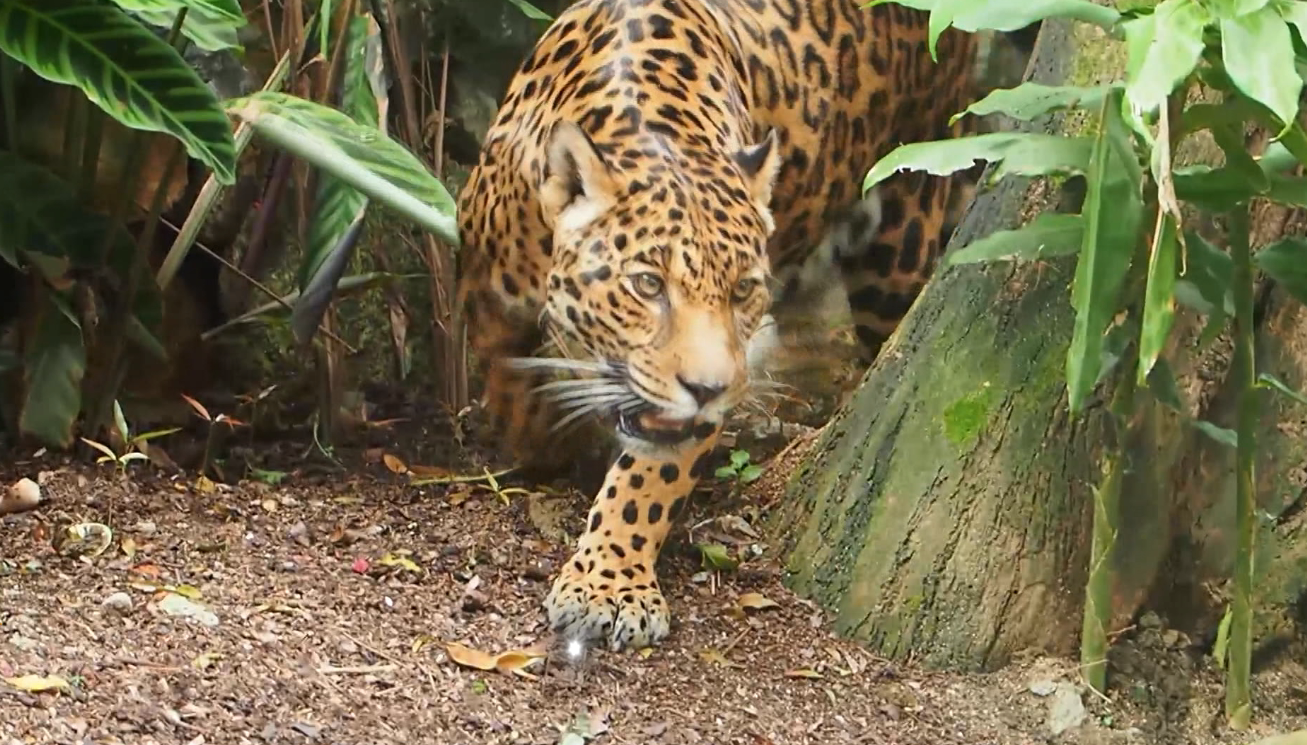 Los municipios de Antioquia con presencia de jaguares