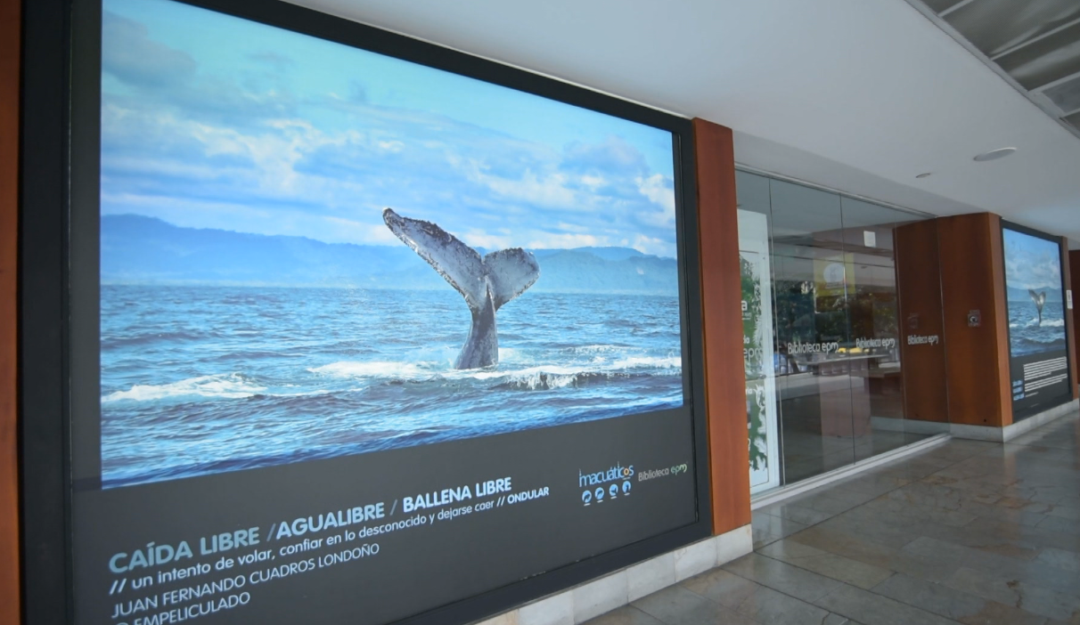 En la biblioteca de EPM se podrá disfrutar de las ballenas jorobadas desde otra perspectiva