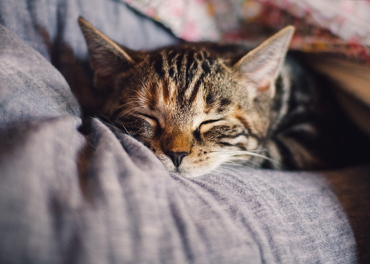 ¿Un milagro? Mil gatos iban a ser sacrificados en China pero lograron rescatarlos