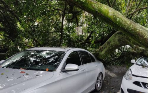 (Fotos) Árbol cayó sobre un carro tras fuertes lluvias en Medellín