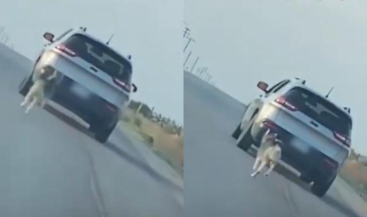 (Video) Familia abandona a un perro al borde de una carretera