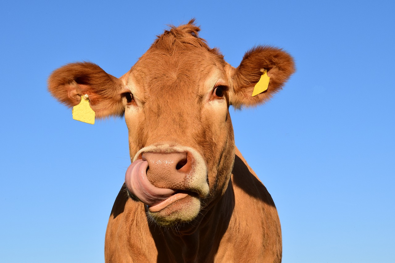 (Video) Científicos enseñan a vacas a ir al baño para detener el cambio climático