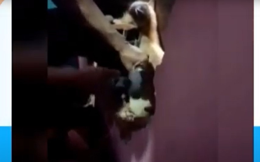 (Video) Gatito fue rescatado por los Bomberos de Medellín