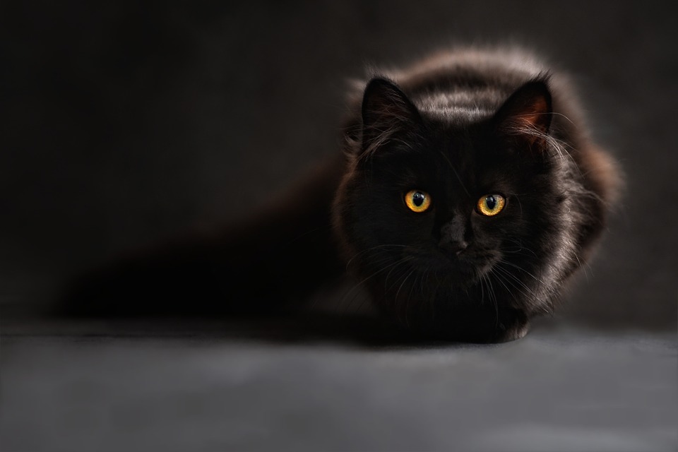 ¿por Qué Los Gatos Negros Son Un Símbolo De Halloween