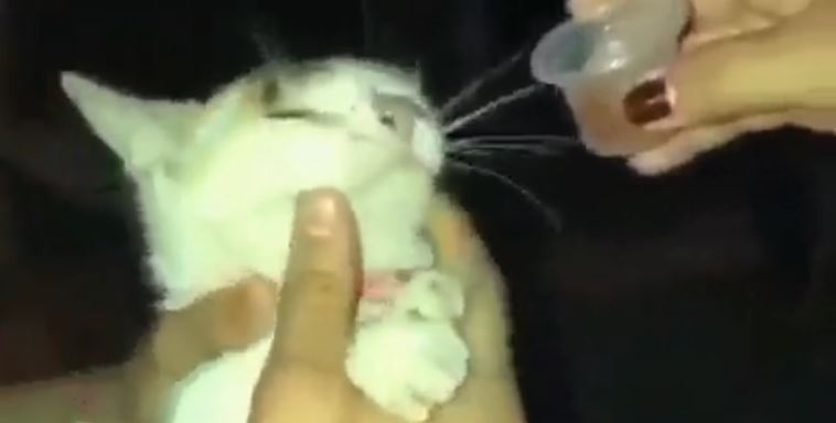 Maltrato animal: obligan a un gato a tomar licor en plena discoteca