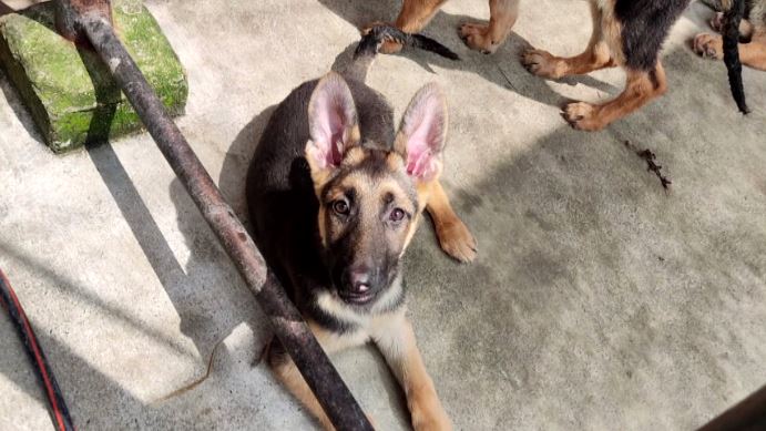 (Video) Cachorro murió debido al uso de la pólvora