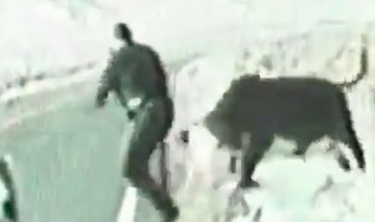 (Video) Policía se salvó de ser envestido por un toro