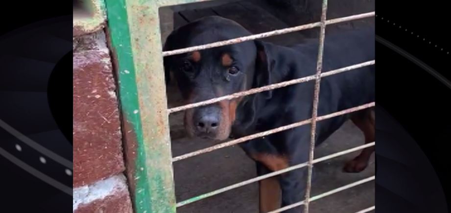 Fiscalía recibe alrededor de 4 denuncias diarias por maltrato animal