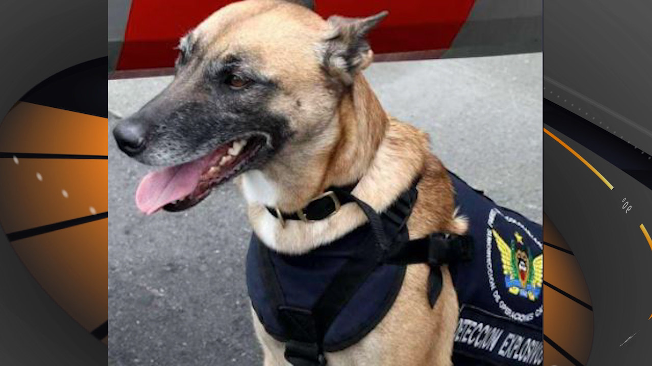 La perra antiexplosivos 'Jelly' murió en atentado del ELN en Cúcuta