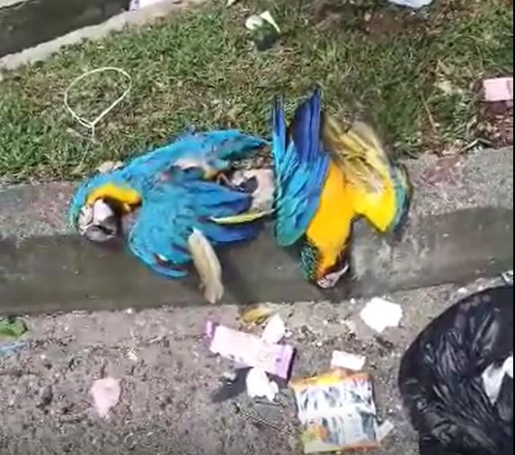 (Video) Investigan extraña muerte de guacamayas en Medellín