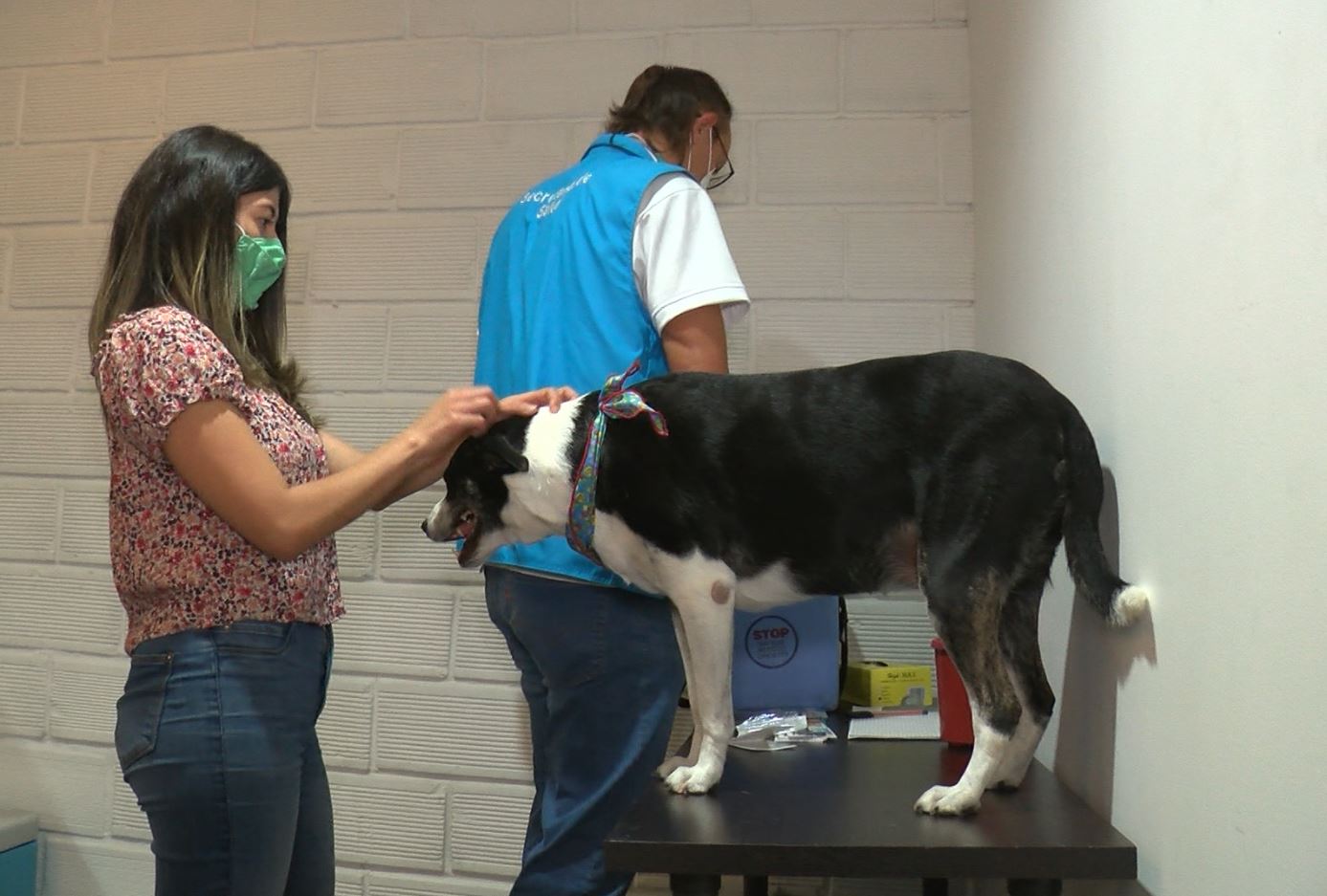 Medellín tiene punto fijo de vacunación antirrábica para perros y gatos