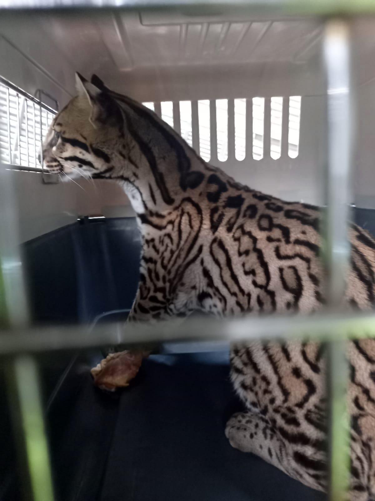 Recuperado ocelote que estaba en cautiverio en Robledo