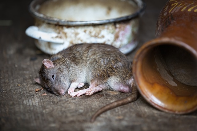 Alerta por hallazgo de 1.100 ratas muertas en cadena de almacenes