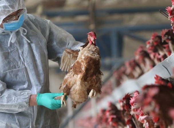 China confirma contagio con nueva cepa de gripa aviar
