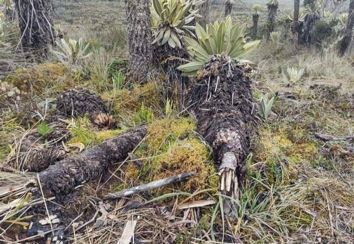 Denuncian daños en frailejones de más de 100 años en el Páramo del Sol en Urrao