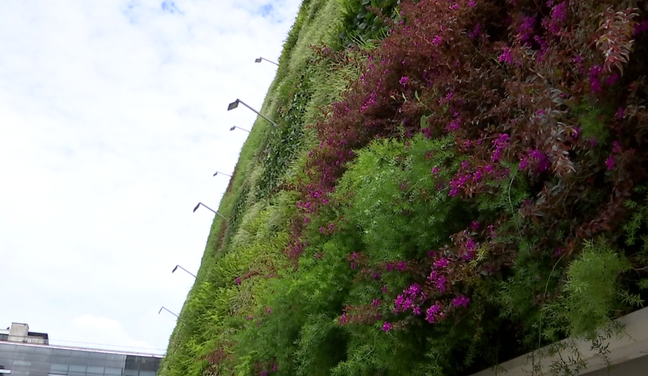 Con un muro verde, Alcaldía de Medellín espera ganar un Guinness Récord