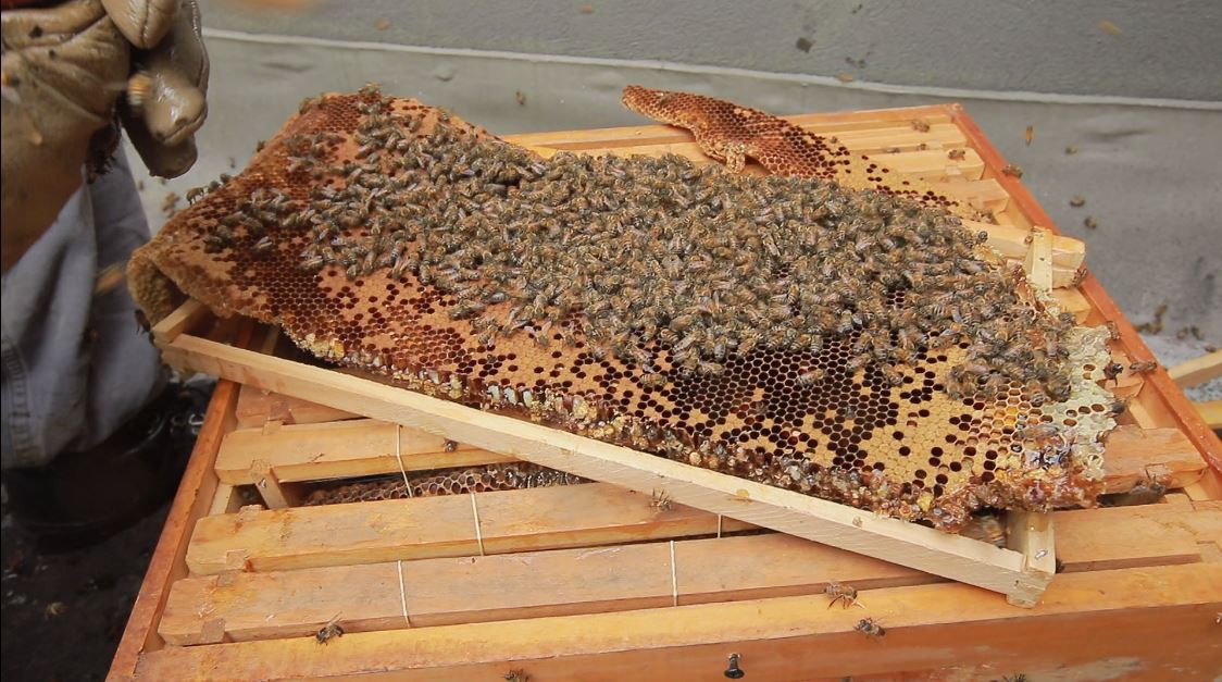 El 75% de los alimentos producidos es gracias a las abejas