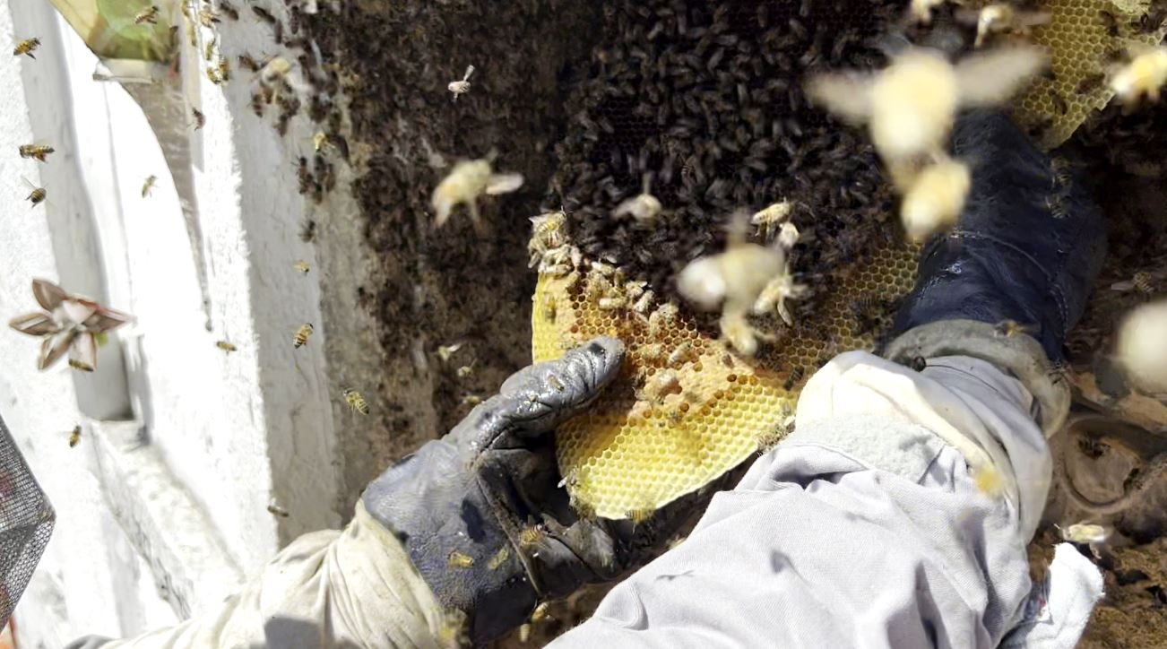 Rescataron 180 mil abejas del Cementerio Universal