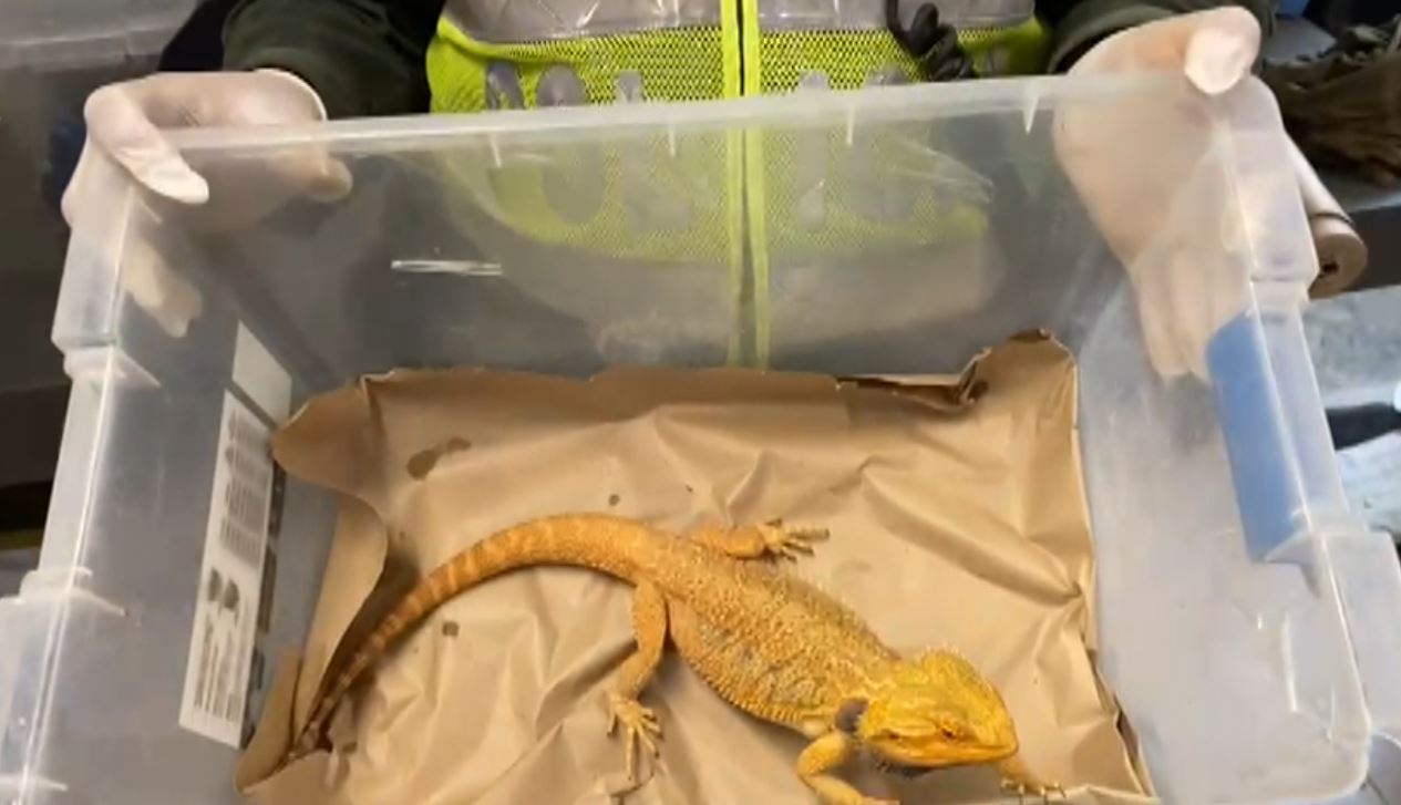 Autoridades de Sabaneta decomisaron 14 dragones barbudos
