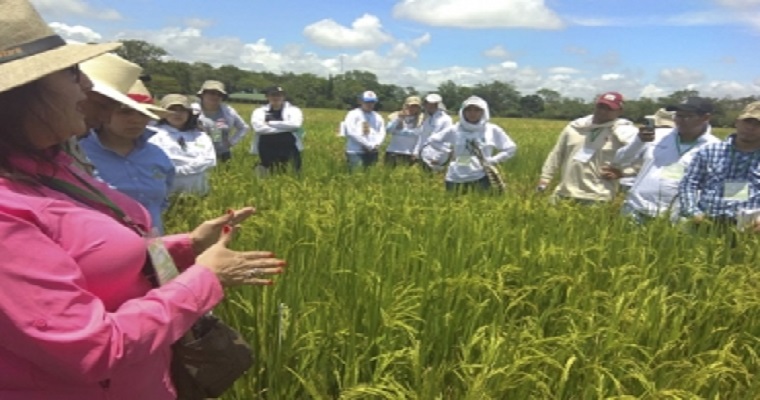 Colombia exportará arroz cultivado por mujeres