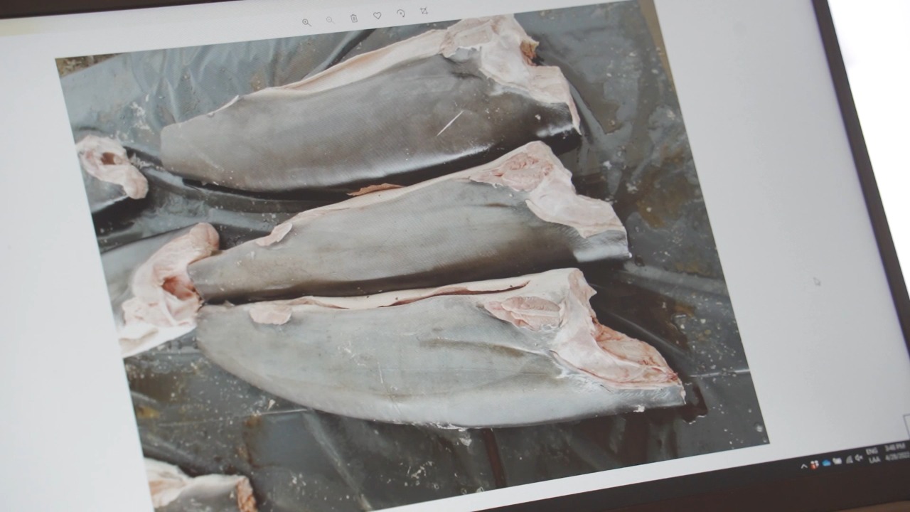 Tráfico de aletas y sobrepesca en Perú tiene en peligro de extinción a tiburones
