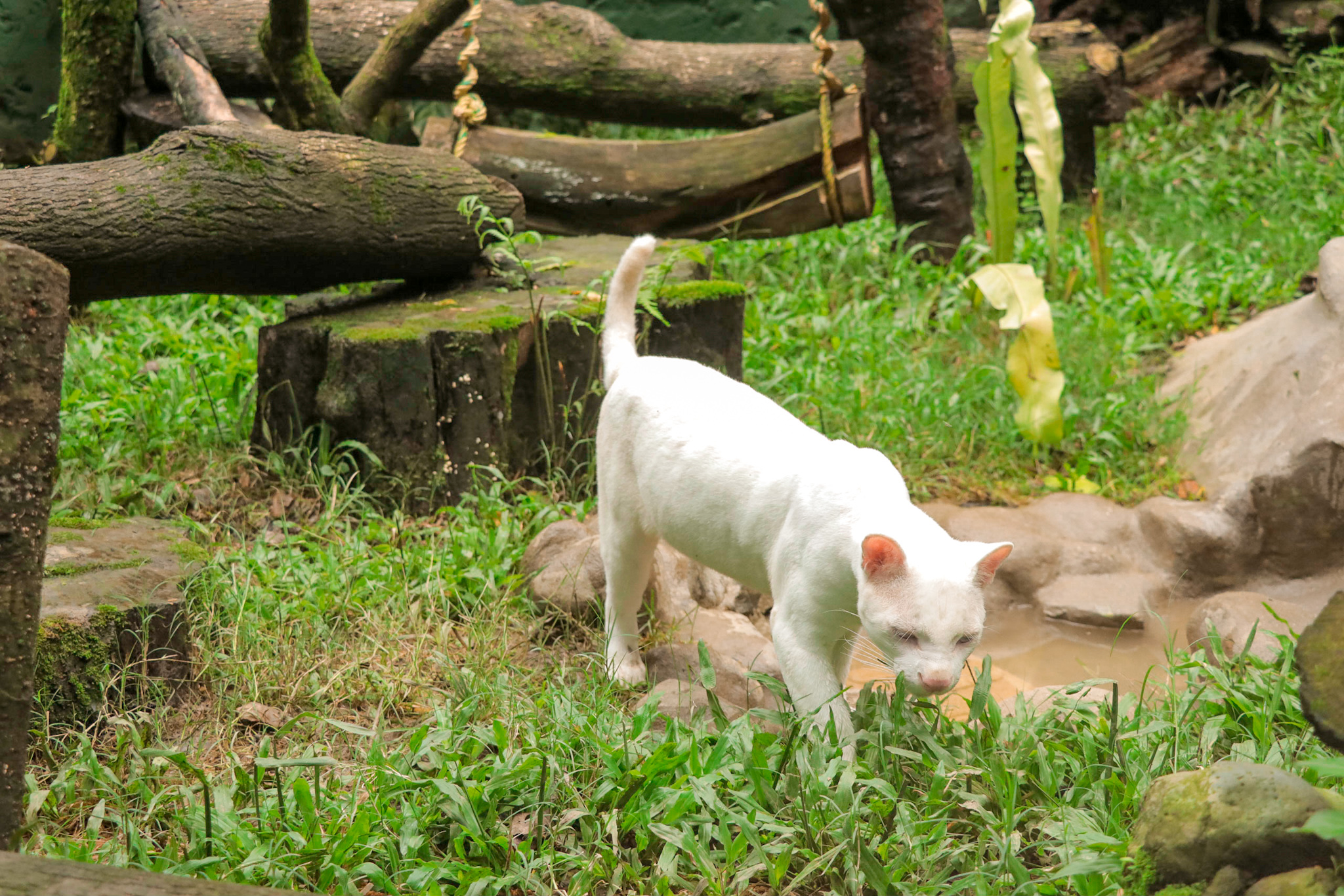 Felina albina, única en Colombia, está lista para recibir visitas